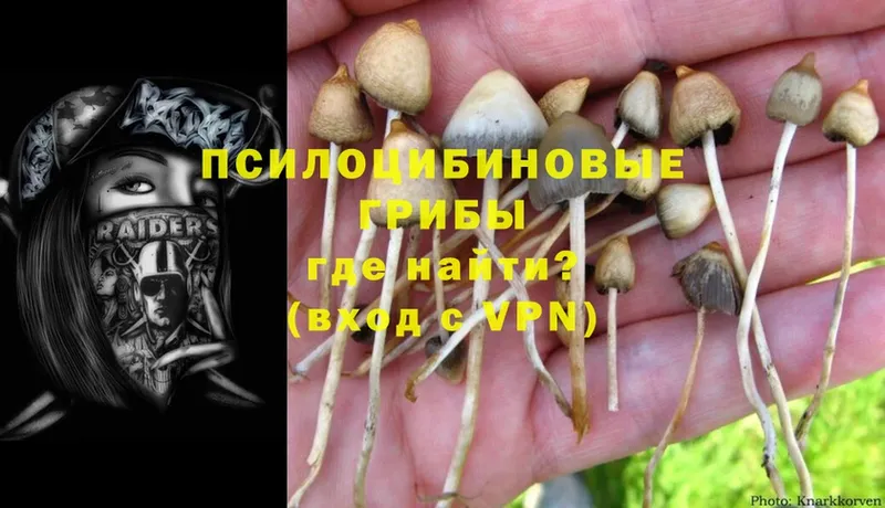 Галлюциногенные грибы Psilocybe  blacksprut tor  Нягань  что такое  